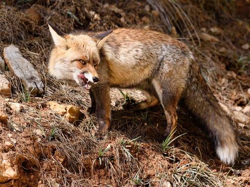 ramonportellano en Hamelin: Fauna  (Cazorla), Zorro en la Sierra de Cazorla Segura y las Villas