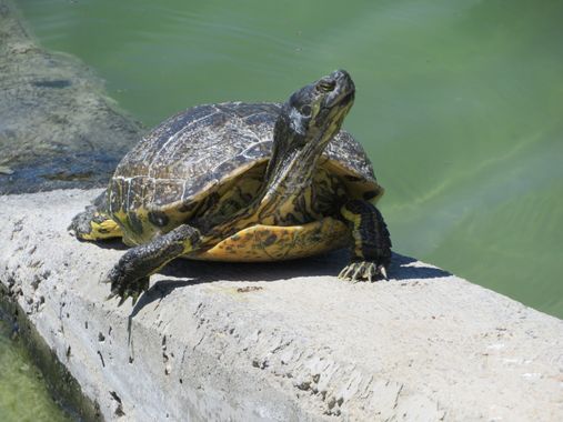 Solerantonio2 en Hamelin: Fauna  (Almeria), Reptil