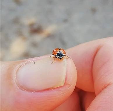 VickyOnTheRocks en Hamelin: Fauna  (Liria), #mariquita #alzandoelvuelo #myfriends #loveit #insectos