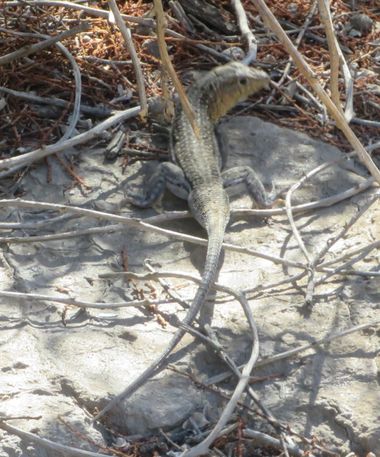 Solerantonio2 en Hamelin: Fauna  (Níjar), Reptil