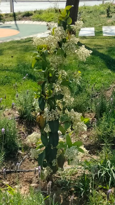 Solerantonio2 en Hamelin: Flora  (Almería), Planta