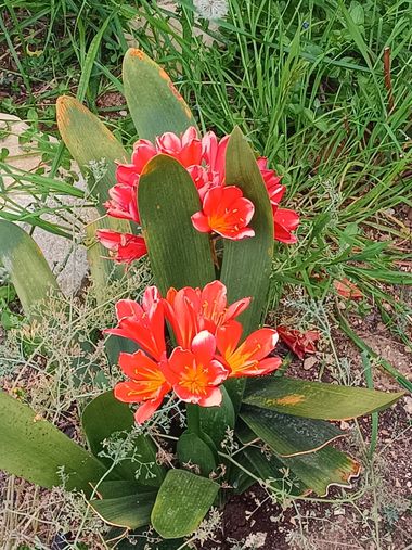 fernandezboix en Hamelin: Flora 