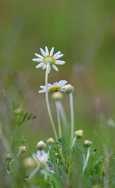 Tonigarduno86 en Hamelin: Flora  (Serradilla del Arroyo), Anthemis arvensis, #flora21