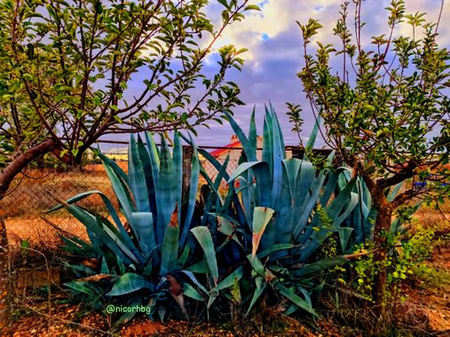 @nicorhbg en Hamelin: Flora  (Daimiel), Agave americana