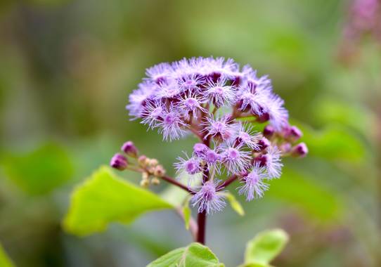 ralphlagarillo en Hamelin: Flora  (Casabermeja), #flora21