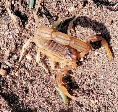 Solerantonio2 en Hamelin: Fauna  (AL-3115), Escorpión amarillo
