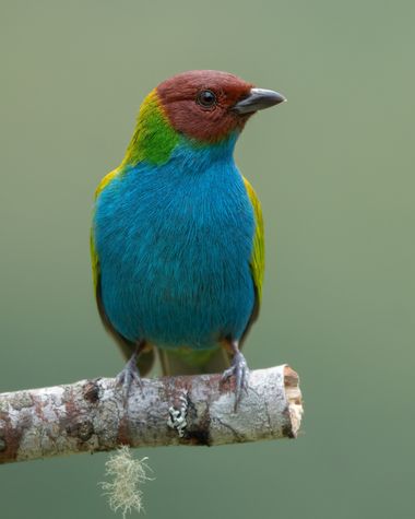Sergioandrescuellar16 en Hamelin: Fauna  (Palestina), Tangara gyrola (Linnaeus, 1758), #bird #birdsofcolombia #birding #hamelin #birdsphotography 