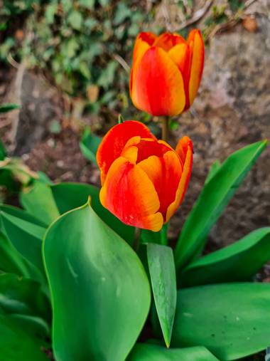 Marijohz en Hamelin: Flora  (Ezcaray), Tulipa gesneriana, Tulipanes anaranjados