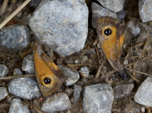 Annaïs en Hamelin: Fauna  (Gijón), Pyronia sp, Naturaleza muerta 