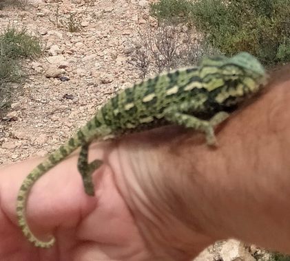 Solerantonio2 en Hamelin: Fauna  (Camino de San Cristóbal), Reptil