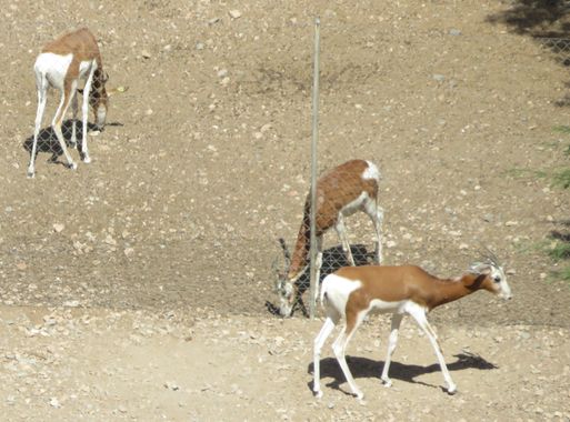 Solerantonio2 en Hamelin: Fauna  (Almería), Cabra