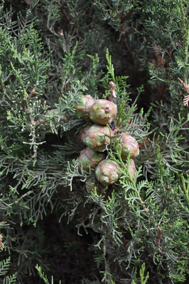 Solerantonio2 en Hamelin: Flora  (Avenida del Mediterráneo), Cupressus sempervirens, Ciples mediterraneo