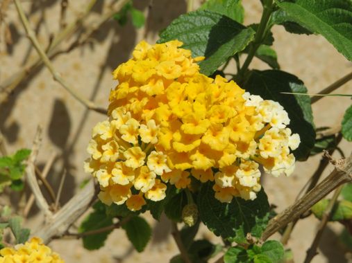 Solerantonio2 en Hamelin: Flora  (Almería), Planta