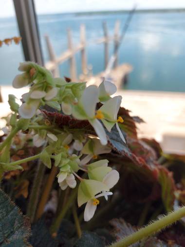 Lorenalsereno en Hamelin: Flora  (Ayolas), Ventanita con vista al río Paraná 🌎😍