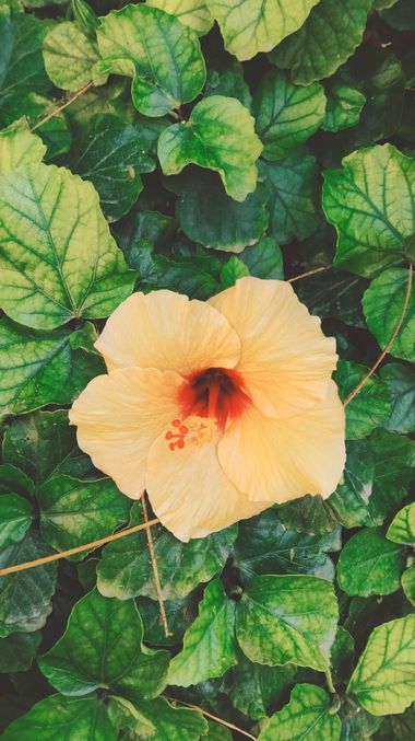 Solerantonio2 en Hamelin: Flora  (Calle Poeta Vicente Aleixandre), Planta