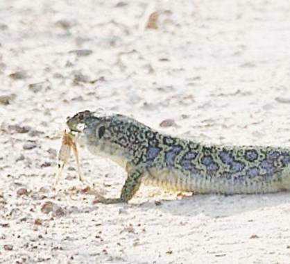 Xiriargui en Hamelin: Fauna, Timon lepidus (Daudin, 1802), ..
