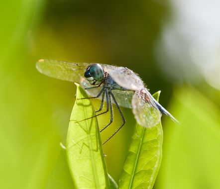 Aymbfotografia en Hamelin: Fauna, #libelula #macro_captures_ #macro #canon 