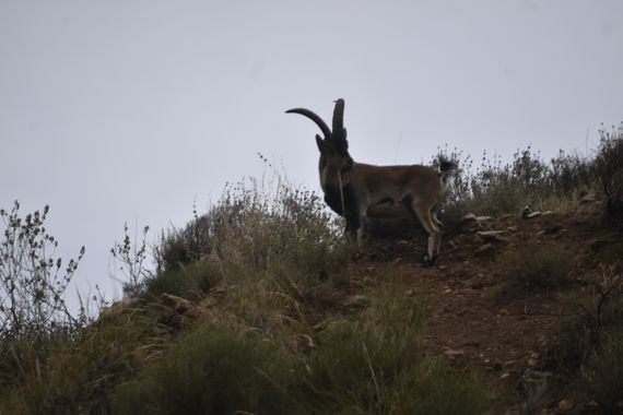 Solerantonio2 en Hamelin: Fauna  (Láujar de Andarax), Cabra montesa