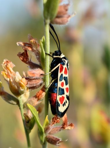 Beethovenzujo_86 en Hamelin: Fauna  (Murcia), Zygaena occitanica (Villers, 1789), La gitanilla occidental

#nature_perfection #naturalezasalvaje #beautiful...