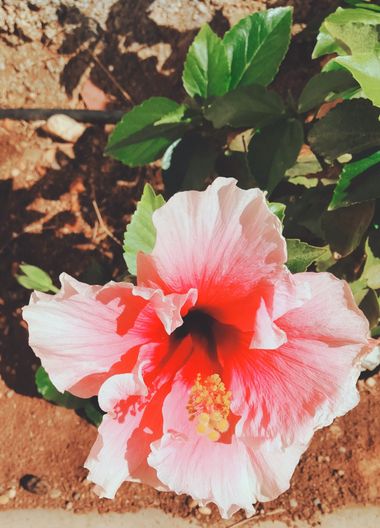 Solerantonio2 en Hamelin: Flora  (Calle Poeta Vicente Aleixandre), Planta