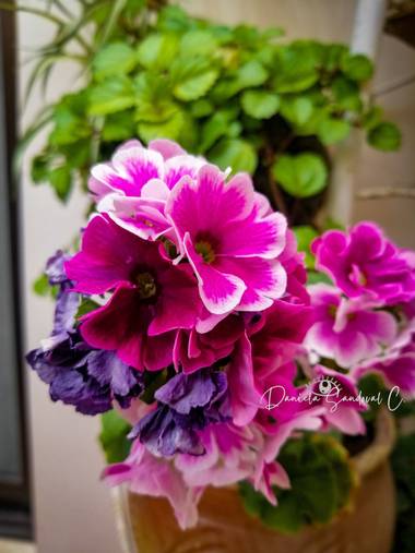 Diddo_C en Hamelin: Flora 