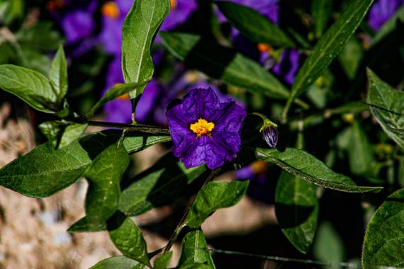 Franciss RNR  en Hamelin: Flora  (Pimampiro), #floraecuatoriana 