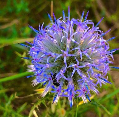 Marcbg en Hamelin: Flora  (Alforja), #flora21 #flower #catalunya 
#purple 