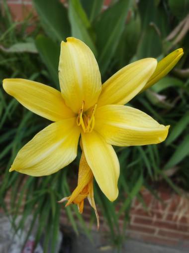 Zaynab en Hamelin: Flora  (Bogotá, D.C.), Hemerocallis lilioasphodelus, Amarillo