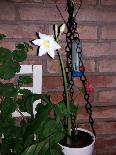olgabijoux.ot en Hamelin: Flora  (Luján de Cuyo), Eucharis amazonica