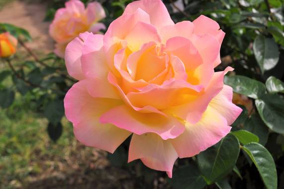 Manubarbecho en Hamelin: Flora  (Montoro), Rosa spp., #flora21
