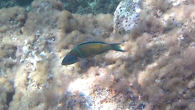 Solerantonio2 en Hamelin: Fauna  (Níjar), Pez