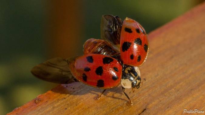 Pablo.pison en Hamelin: Fauna, 🐞San Antonio o Mariquita🐞#macrofotografia #naturaleza #macrophotography #macro_captures #uruguaynatural #fotografía #Urug...