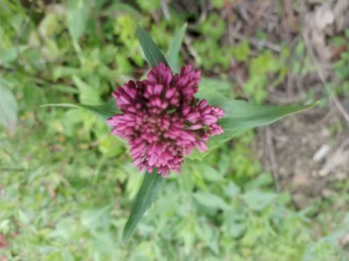 Lamaria_deviatge en Hamelin: Flora, Centranthus ruber, Flores #flores