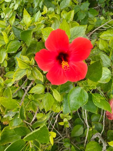 Solerantonio2 en Hamelin: Flora  (Almeria), Hibiscus fragilis, Planta