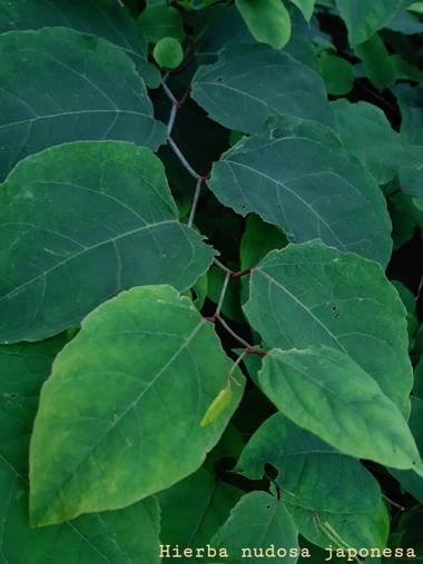 Mpinfante en Hamelin: Flora  (Vilaboa), Reynoutria japonica, M