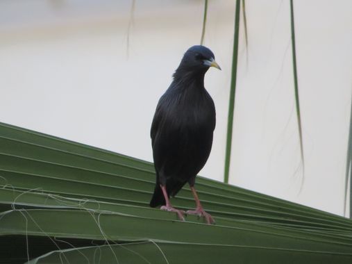 Solerantonio2 en Hamelin: Fauna  (Almería), Sturnus unicolor Temminck, 1820, Ave