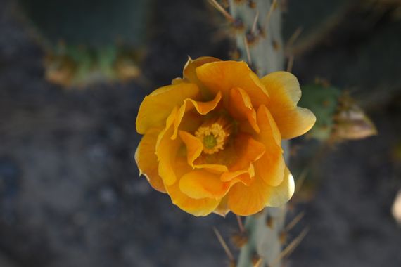 Solerantonio2 en Hamelin: Flora  (Camino de la Borraja), Planta
