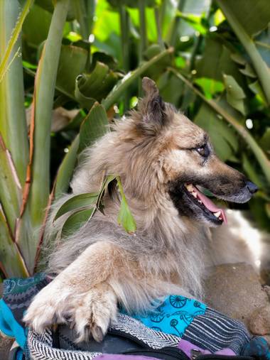 Inymarley en Hamelin: Fauna, Felicidad en estado puro 😍
#tenerifelicidad 
#compis 
#elamorexiste 
#animalesdecompañia 
#islascanarias 
#otoño20 #otono20 