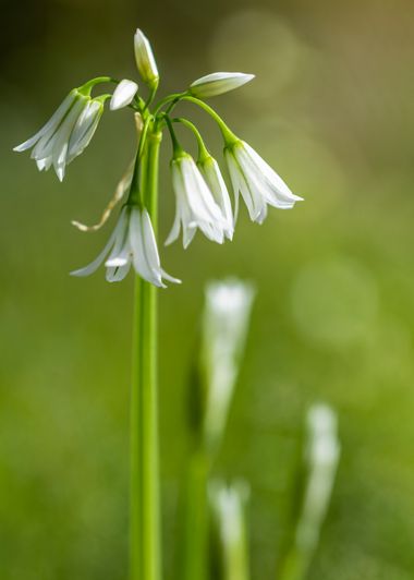 Juanfra.1791 en Hamelin: Flora  (Turre), Allium triquetrum