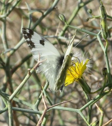 Solerantonio2 en Hamelin: Fauna  (Almería), Insecto