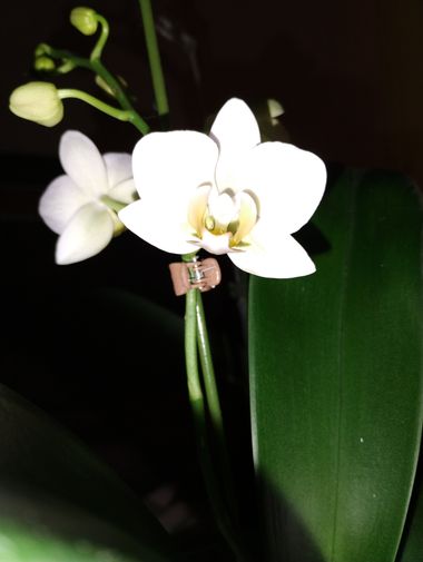 rogeryajure en Hamelin: Flora, Phalaenopsis amabilis, Nuestras Orquídeas 