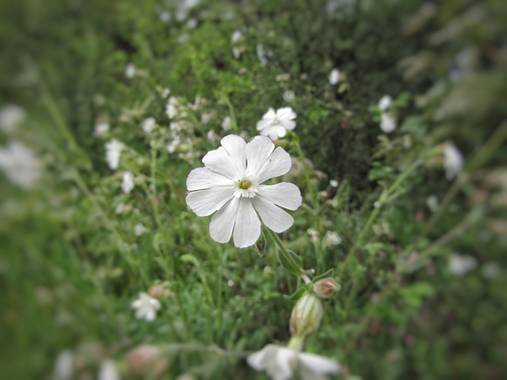 Mivilor68 en Hamelin: Flora  (Molinaseca), #flora21 
#floresblancas 