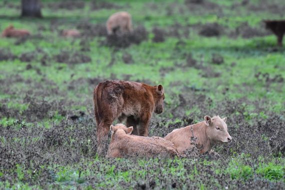 Info en Hamelin: Fauna, Ternera extremeña pastando en Brozas