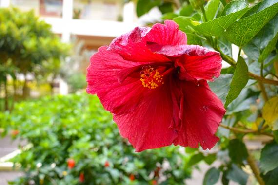 hugoturismo8 en Hamelin: Flora, San Joaquín fotografiado en el jardín de la casa de la cultura de #ElCarmendeViboral fotografía @hugo.tru 