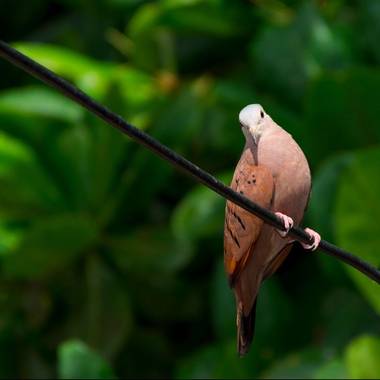 Angelosimonds en Hamelin: Fauna  (Medellín), Columbina talpacoti (Temminck, 1810), #Aves21 #avescolombia #nikon #stayathome #fotos #naturaleza #phography #...