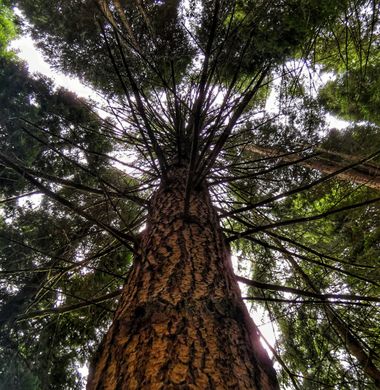 mariale en Hamelin: Flora  (Piloña), 📸 #marialemdza
viernes, 10/06/2022
💚 🌿🌳🌿💚 
#CumpleHamelin 
#Naturaleza #BellezaNatural #Asturias  #Montaña #tree...