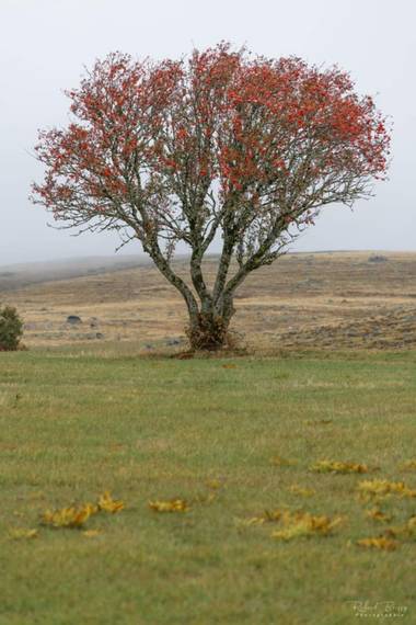 Diana Rosa en Hamelin: Flora, Arbol