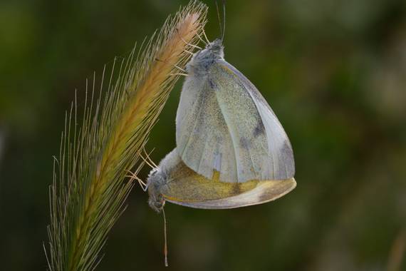 molaye02 en Hamelin: Fauna  (Las Palmas de Gran Canaria), 📸🦋🦋❤️