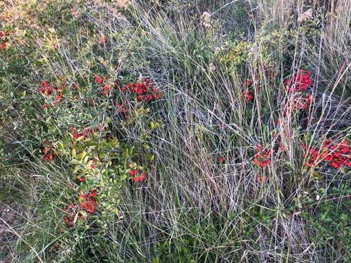 Naturalezadebarrio en Hamelin: Flora  (Tarragona), Frutosdeotoño#otoño20@naturalezadebarrio