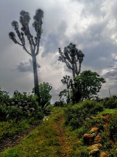 fotografía chamanica en Hamelin: Paisaje, Sendero mexicano 